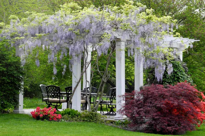 Plant Covered Pergolas
